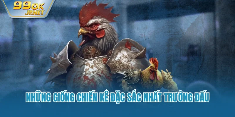 Những giống chiến kê đặc sắc nhất trường đấu